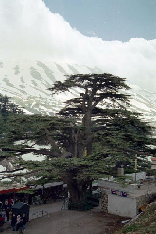 Cedars